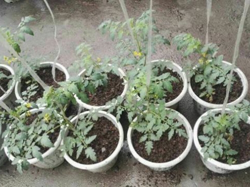 有機(jī)菌肥產(chǎn)品效果